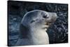 Galapagos, Ecuador, Isabela Island. Galapagos Sea Lion-Mark Williford-Stretched Canvas