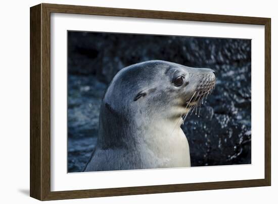 Galapagos, Ecuador, Isabela Island. Galapagos Sea Lion-Mark Williford-Framed Photographic Print