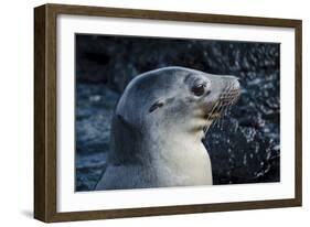 Galapagos, Ecuador, Isabela Island. Galapagos Sea Lion-Mark Williford-Framed Photographic Print