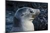 Galapagos, Ecuador, Isabela Island. Galapagos Sea Lion-Mark Williford-Mounted Photographic Print