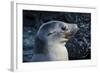 Galapagos, Ecuador, Isabela Island. Galapagos Sea Lion-Mark Williford-Framed Photographic Print