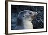 Galapagos, Ecuador, Isabela Island. Galapagos Sea Lion-Mark Williford-Framed Photographic Print