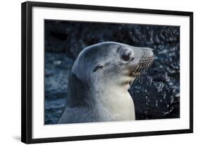 Galapagos, Ecuador, Isabela Island. Galapagos Sea Lion-Mark Williford-Framed Photographic Print