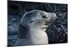 Galapagos, Ecuador, Isabela Island. Galapagos Sea Lion-Mark Williford-Mounted Photographic Print