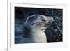 Galapagos, Ecuador, Isabela Island. Galapagos Sea Lion-Mark Williford-Framed Photographic Print