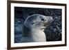 Galapagos, Ecuador, Isabela Island. Galapagos Sea Lion-Mark Williford-Framed Photographic Print