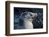 Galapagos, Ecuador, Isabela Island. Galapagos Sea Lion-Mark Williford-Framed Photographic Print