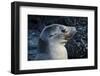 Galapagos, Ecuador, Isabela Island. Galapagos Sea Lion-Mark Williford-Framed Photographic Print