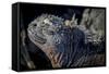 Galapagos, Ecuador, Isabela Island. Marine Iguana Close-Up-Mark Williford-Framed Stretched Canvas