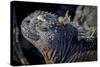 Galapagos, Ecuador, Isabela Island. Marine Iguana Close-Up-Mark Williford-Stretched Canvas
