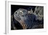 Galapagos, Ecuador, Isabela Island. Marine Iguana Close-Up-Mark Williford-Framed Photographic Print