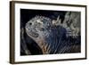 Galapagos, Ecuador, Isabela Island. Marine Iguana Close-Up-Mark Williford-Framed Photographic Print