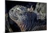 Galapagos, Ecuador, Isabela Island. Marine Iguana Close-Up-Mark Williford-Mounted Photographic Print