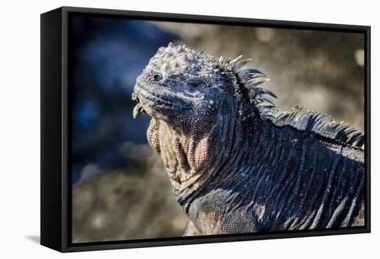 Galapagos, Ecuador, Isabela Island. Marine Iguana Close-Up-Mark Williford-Framed Stretched Canvas