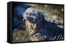 Galapagos, Ecuador, Isabela Island. Marine Iguana Close-Up-Mark Williford-Framed Stretched Canvas