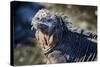 Galapagos, Ecuador, Isabela Island. Marine Iguana Close-Up-Mark Williford-Stretched Canvas