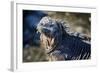 Galapagos, Ecuador, Isabela Island. Marine Iguana Close-Up-Mark Williford-Framed Photographic Print