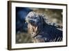 Galapagos, Ecuador, Isabela Island. Marine Iguana Close-Up-Mark Williford-Framed Photographic Print