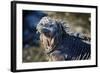 Galapagos, Ecuador, Isabela Island. Marine Iguana Close-Up-Mark Williford-Framed Photographic Print