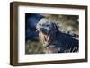 Galapagos, Ecuador, Isabela Island. Marine Iguana Close-Up-Mark Williford-Framed Photographic Print