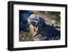 Galapagos, Ecuador, Isabela Island. Marine Iguana Close-Up-Mark Williford-Framed Photographic Print