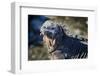 Galapagos, Ecuador, Isabela Island. Marine Iguana Close-Up-Mark Williford-Framed Photographic Print