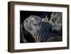 Galapagos, Ecuador, Isabela Island. Marine Iguana Close-Up-Mark Williford-Framed Photographic Print