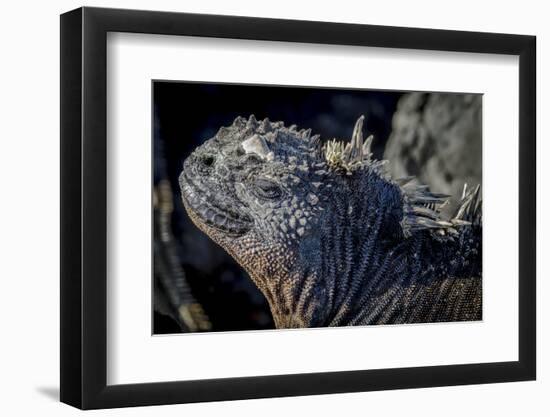 Galapagos, Ecuador, Isabela Island. Marine Iguana Close-Up-Mark Williford-Framed Photographic Print