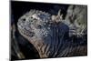 Galapagos, Ecuador, Isabela Island. Marine Iguana Close-Up-Mark Williford-Mounted Photographic Print