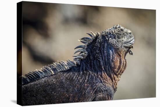 Galapagos, Ecuador, Isabela Island. Mature Marine Iguana Sunning-Mark Williford-Stretched Canvas