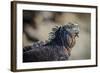 Galapagos, Ecuador, Isabela Island. Mature Marine Iguana Sunning-Mark Williford-Framed Photographic Print