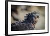 Galapagos, Ecuador, Isabela Island. Mature Marine Iguana Sunning-Mark Williford-Framed Photographic Print