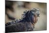 Galapagos, Ecuador, Isabela Island. Mature Marine Iguana Sunning-Mark Williford-Mounted Photographic Print