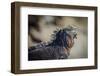 Galapagos, Ecuador, Isabela Island. Mature Marine Iguana Sunning-Mark Williford-Framed Photographic Print