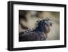 Galapagos, Ecuador, Isabela Island. Mature Marine Iguana Sunning-Mark Williford-Framed Photographic Print