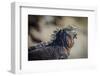 Galapagos, Ecuador, Isabela Island. Mature Marine Iguana Sunning-Mark Williford-Framed Photographic Print