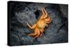 Galapagos, Ecuador, Isabela Island. Orange Sally Lightfoot Crab-Mark Williford-Stretched Canvas