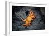 Galapagos, Ecuador, Isabela Island. Orange Sally Lightfoot Crab-Mark Williford-Framed Photographic Print