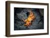 Galapagos, Ecuador, Isabela Island. Orange Sally Lightfoot Crab-Mark Williford-Framed Photographic Print