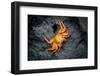 Galapagos, Ecuador, Isabela Island. Orange Sally Lightfoot Crab-Mark Williford-Framed Photographic Print