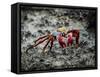 Galapagos, Ecuador, Isabela Island. Sally Lightfoot on Wet Rocks-Mark Williford-Framed Stretched Canvas