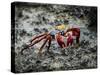 Galapagos, Ecuador, Isabela Island. Sally Lightfoot on Wet Rocks-Mark Williford-Stretched Canvas