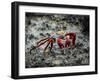 Galapagos, Ecuador, Isabela Island. Sally Lightfoot on Wet Rocks-Mark Williford-Framed Photographic Print