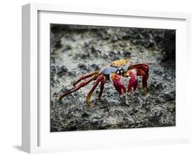 Galapagos, Ecuador, Isabela Island. Sally Lightfoot on Wet Rocks-Mark Williford-Framed Photographic Print