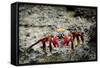 Galapagos, Ecuador, Isabela Island. Sally Lightfoot on Wet Rocks-Mark Williford-Framed Stretched Canvas