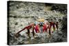 Galapagos, Ecuador, Isabela Island. Sally Lightfoot on Wet Rocks-Mark Williford-Stretched Canvas