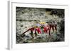 Galapagos, Ecuador, Isabela Island. Sally Lightfoot on Wet Rocks-Mark Williford-Framed Photographic Print