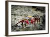 Galapagos, Ecuador, Isabela Island. Sally Lightfoot on Wet Rocks-Mark Williford-Framed Photographic Print