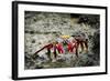 Galapagos, Ecuador, Isabela Island. Sally Lightfoot on Wet Rocks-Mark Williford-Framed Photographic Print