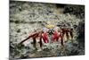 Galapagos, Ecuador, Isabela Island. Sally Lightfoot on Wet Rocks-Mark Williford-Mounted Photographic Print